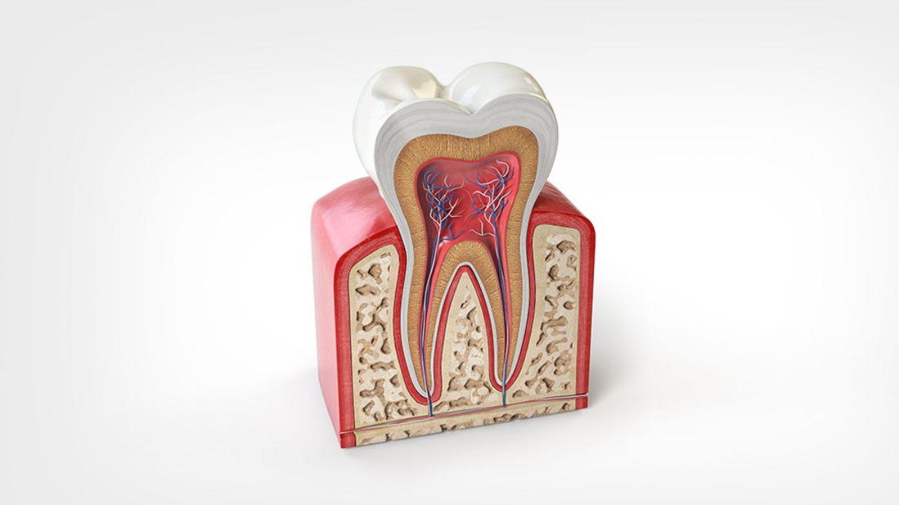 tooth pulp